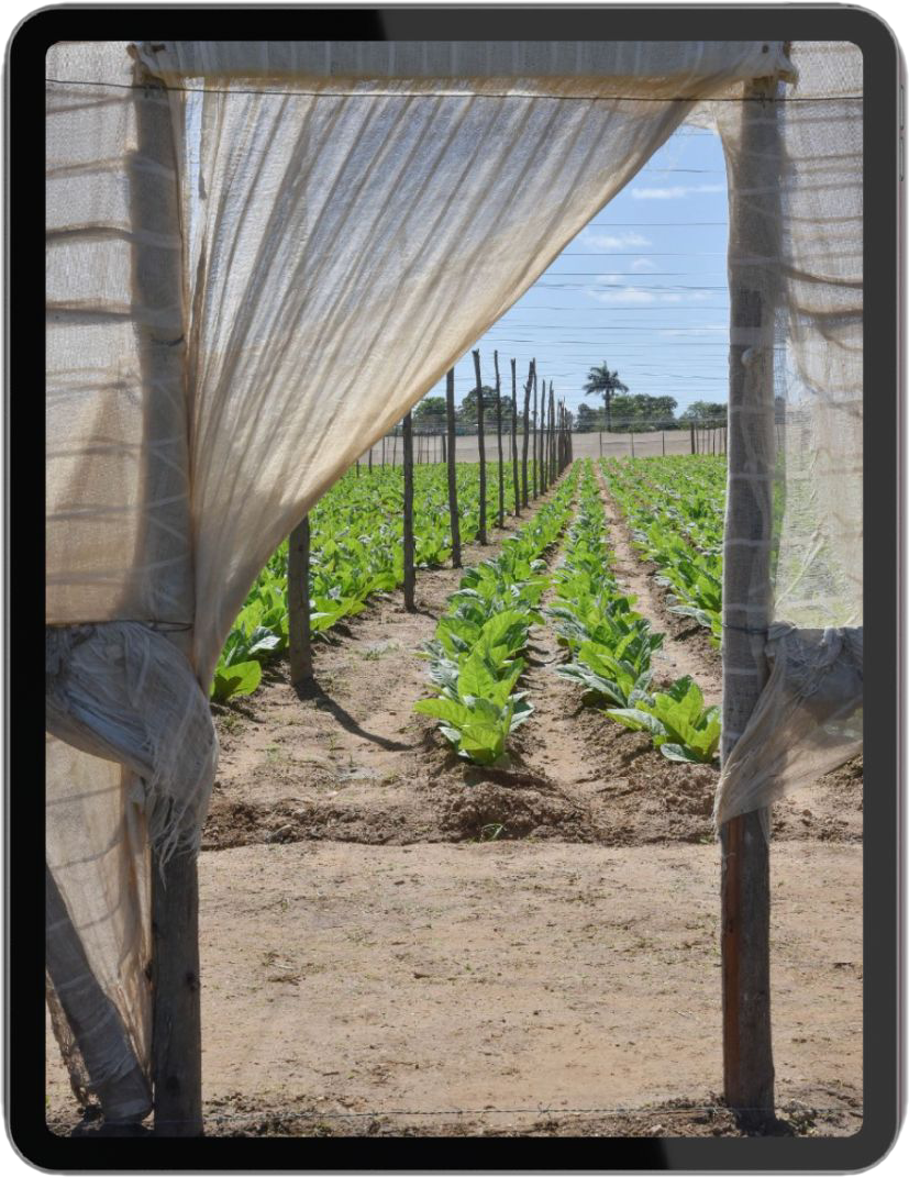 Ebook Odkryj świat Habano przeprowadza od plantacji we Vuelta Abajo, przez fabryki w Habanie, po kulturę na Kubie