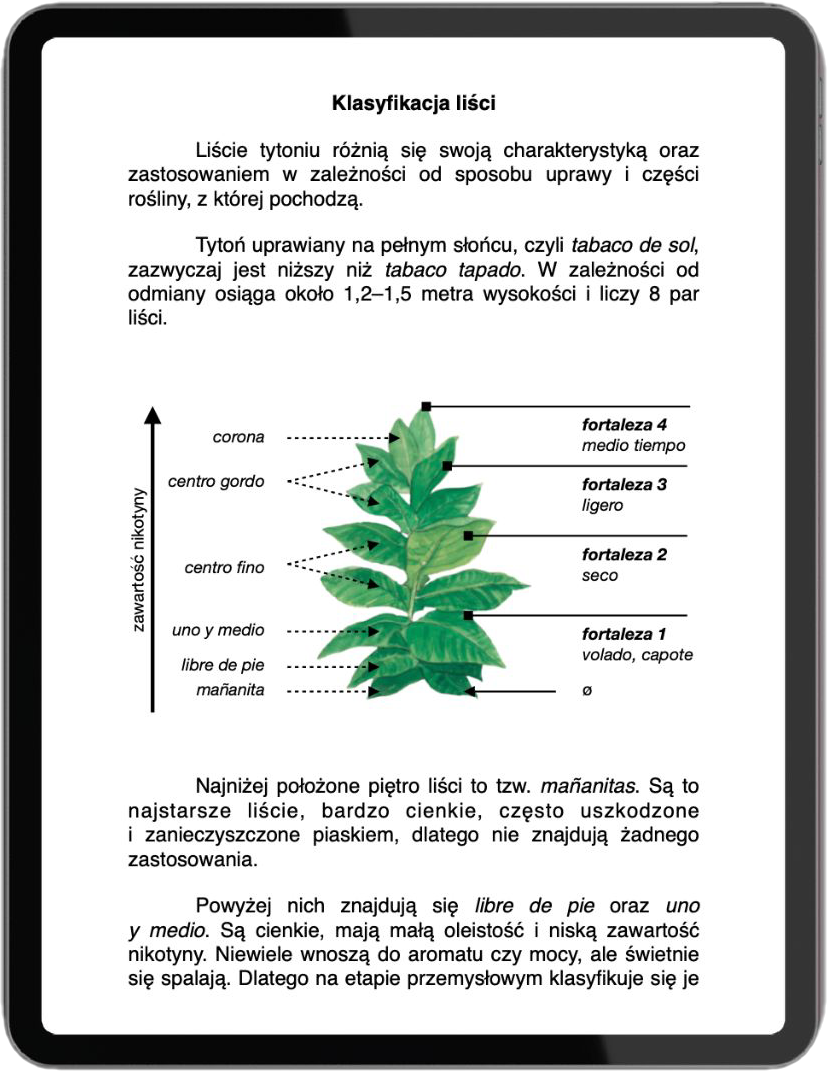Każdy liść tytoniu pełni wyjątkową rolę w cygarze - wyjaśniam to w ebooku Odkryj świat Habano