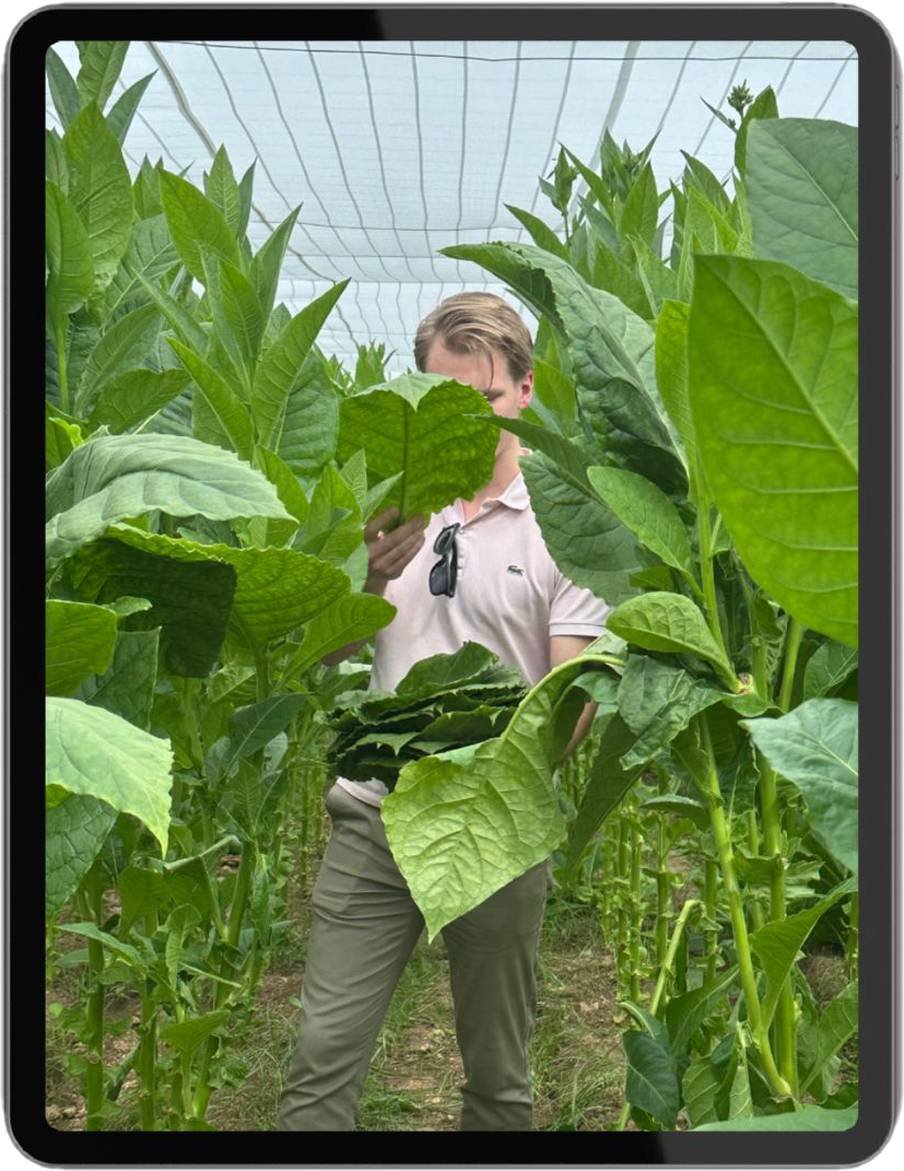 Każdy proces w tworzeniu Habano odbywa się ręcznie - od posadzenia tytoniu, przez zebranie liści, aż po zwinięcie cygara